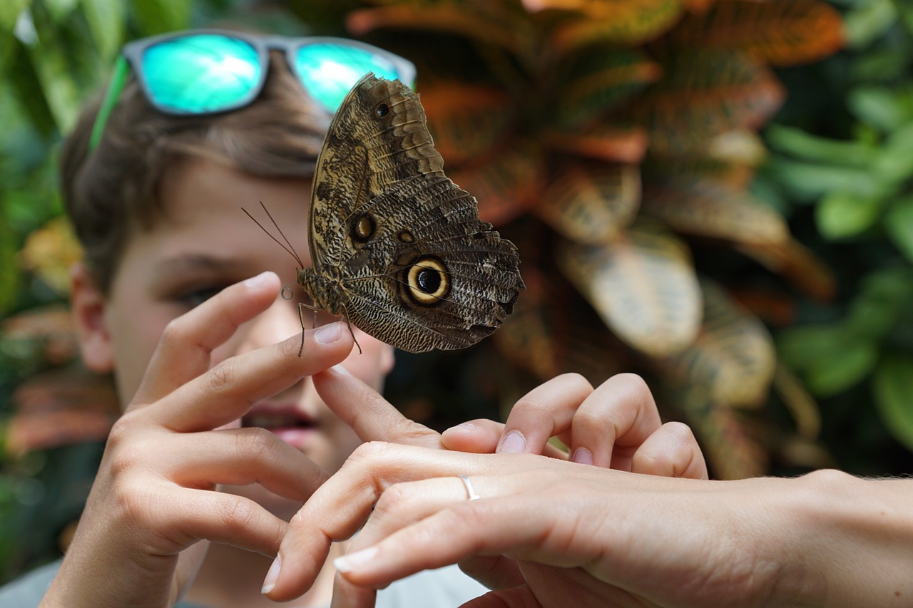 butterfly nature insect free photo