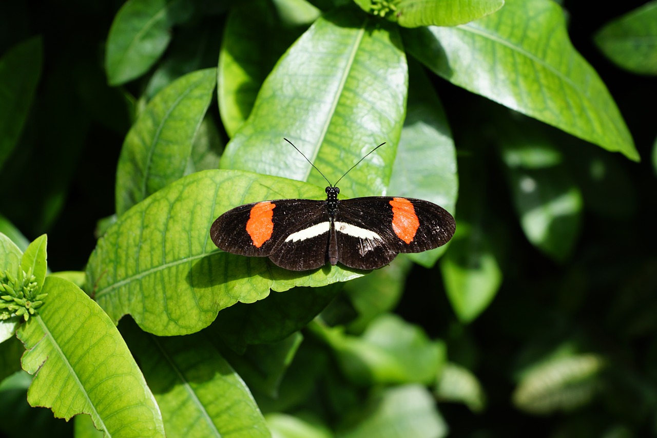 butterfly nature insect free photo