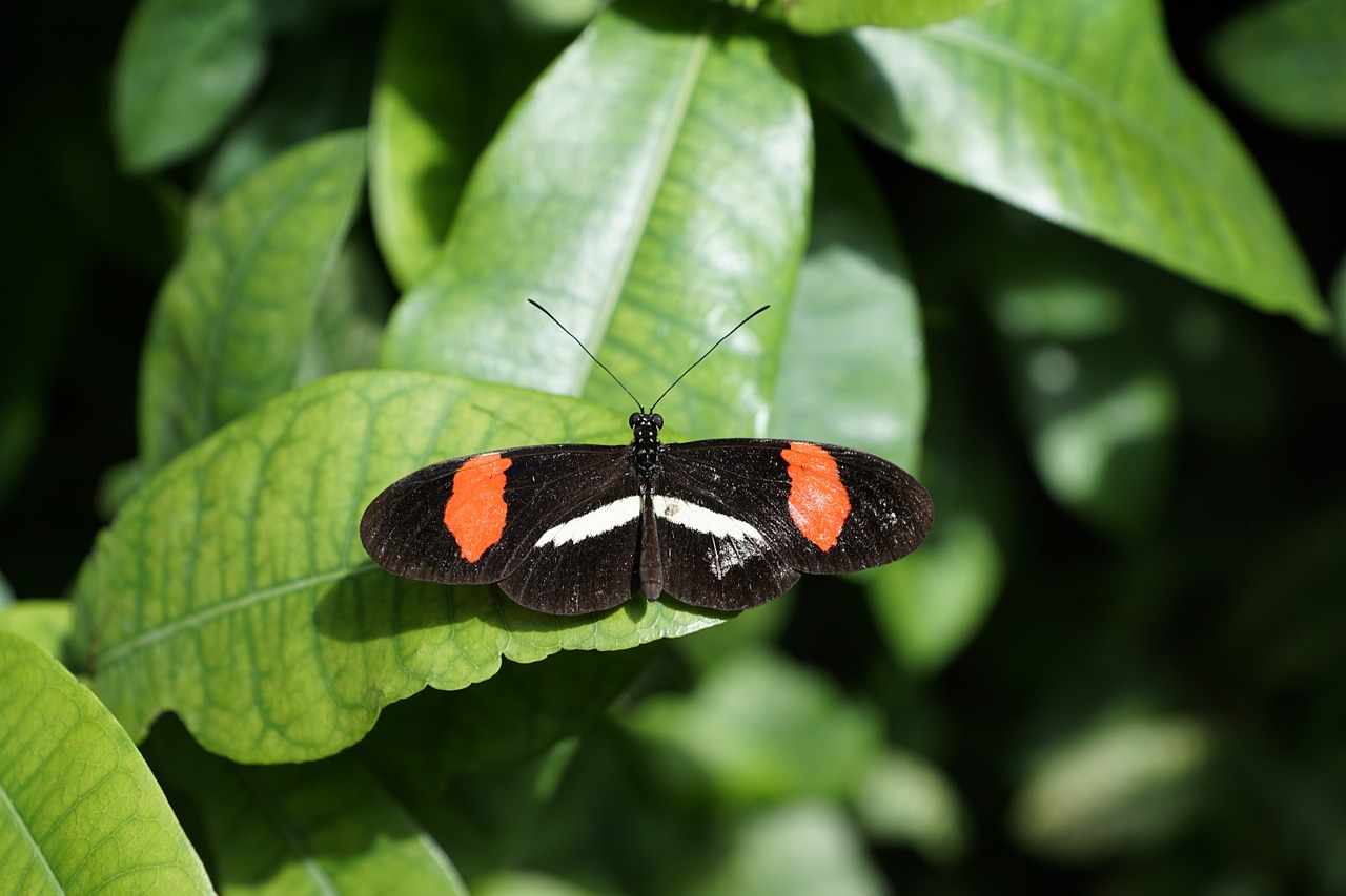 butterfly nature insect free photo