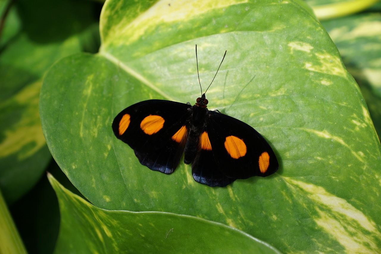 butterfly insect close free photo