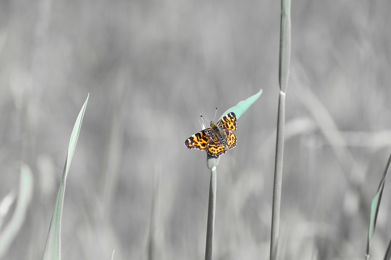 butterfly spring blossom free photo