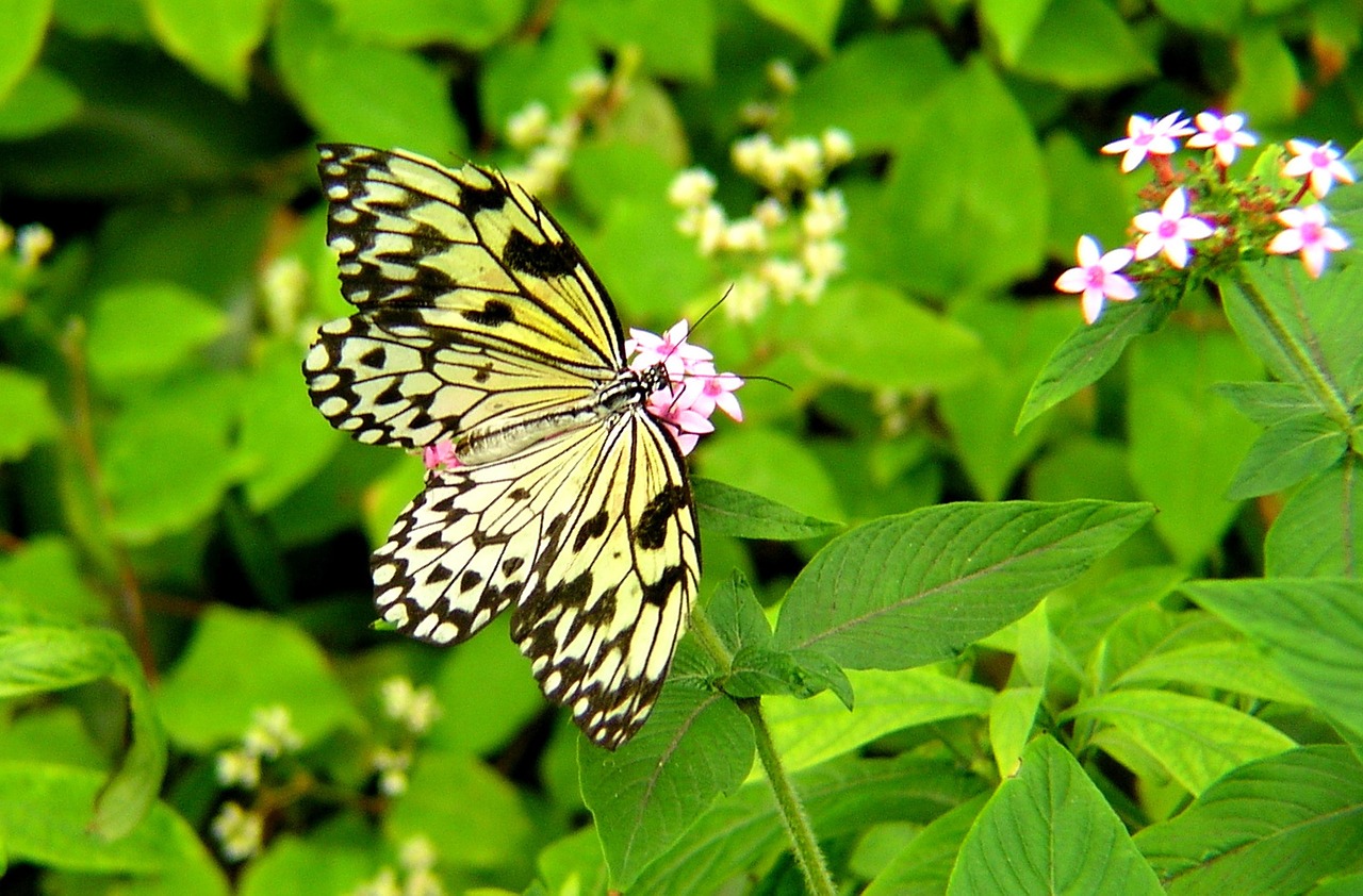 butterfly garden flowers free photo