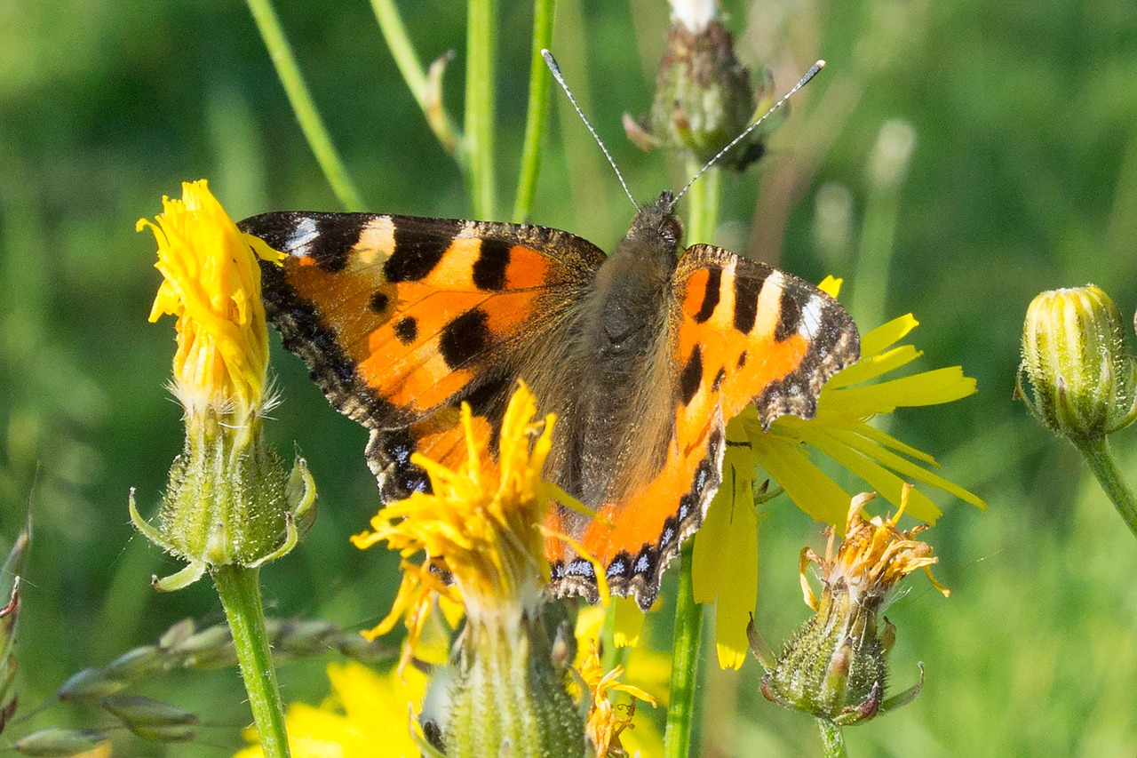 butterfly insect flowers free photo