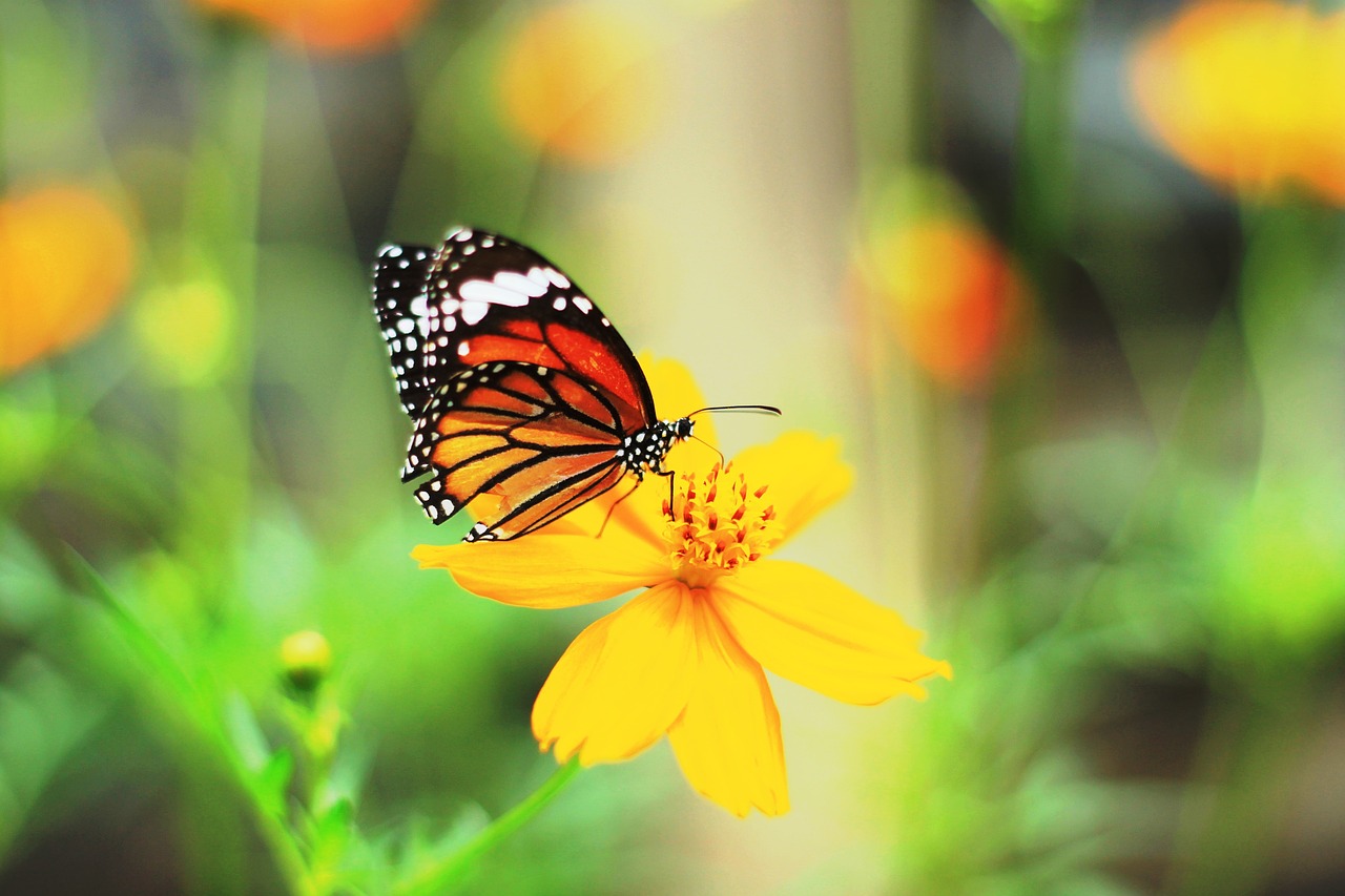 butterfly insects beautiful free photo