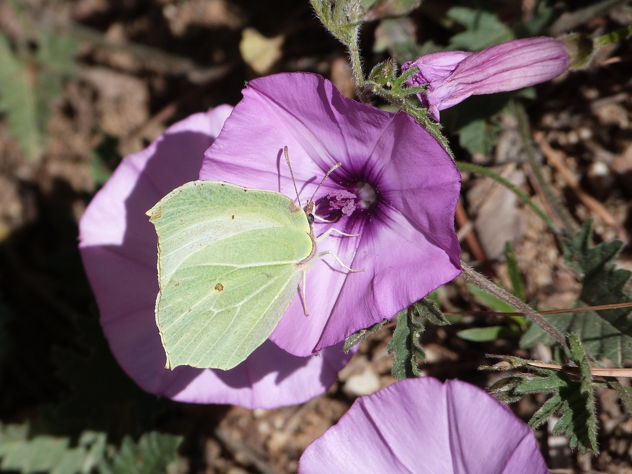 butterfly green flower free photo