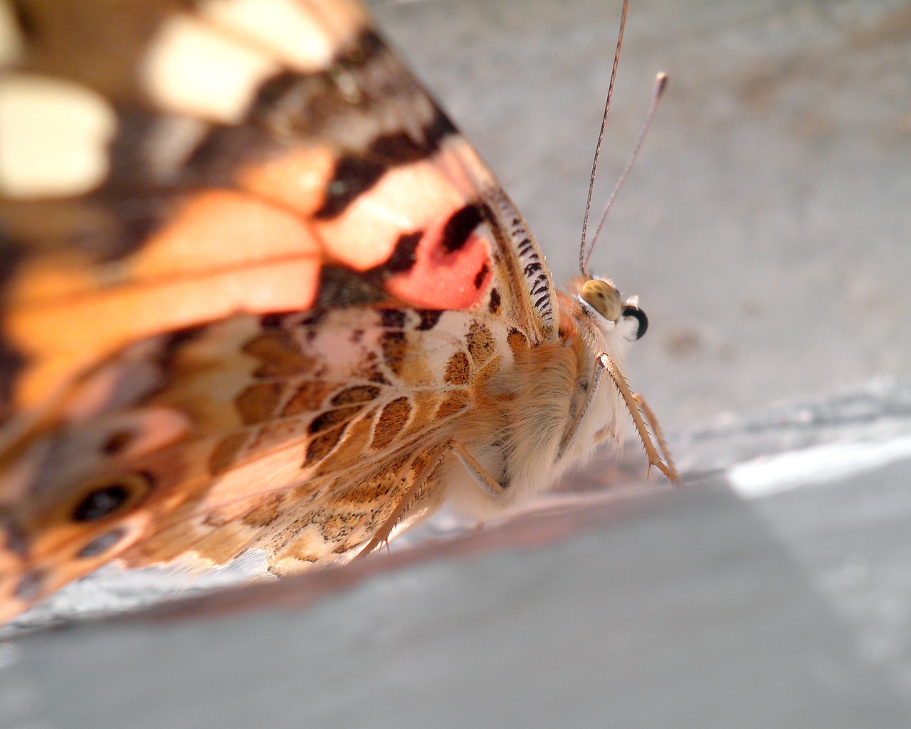 butterfly insect wing free photo