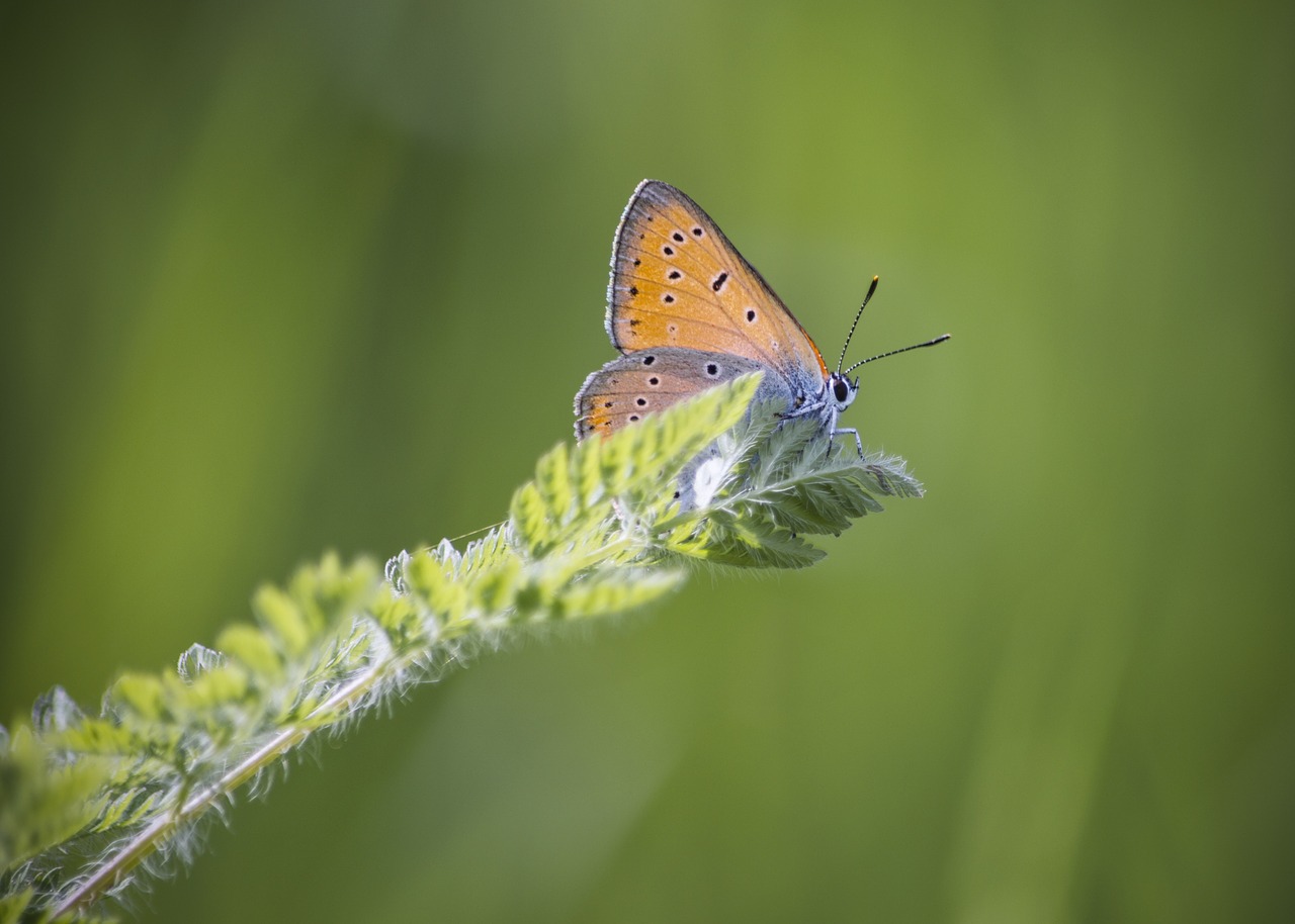 butterfly leaf nature free photo