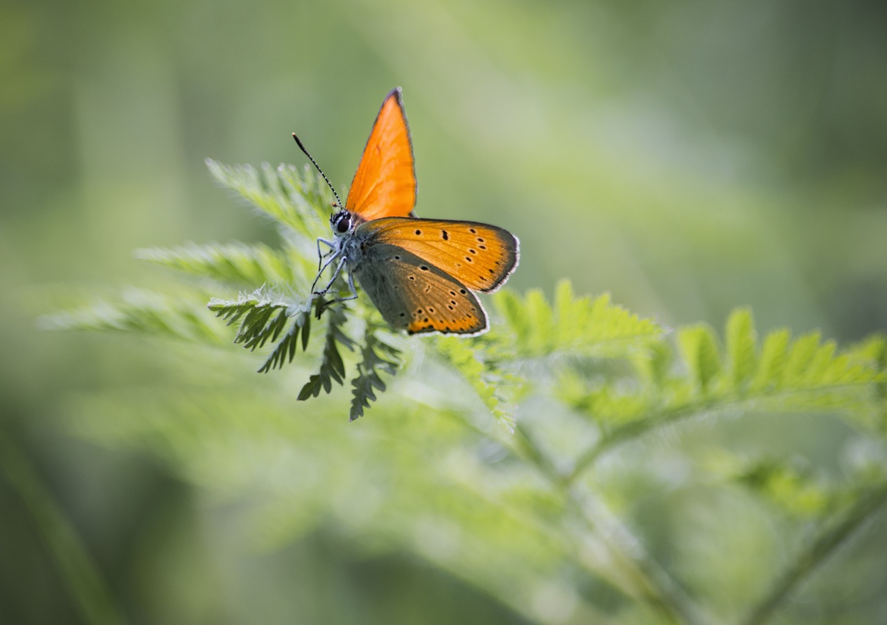 butterfly flower nature free photo