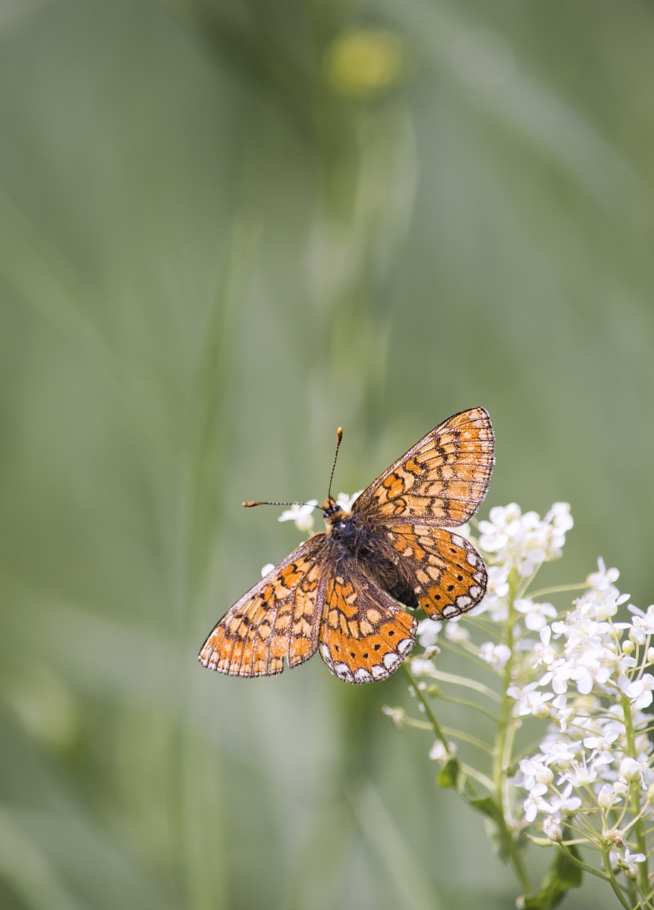 butterfly flower nature free photo