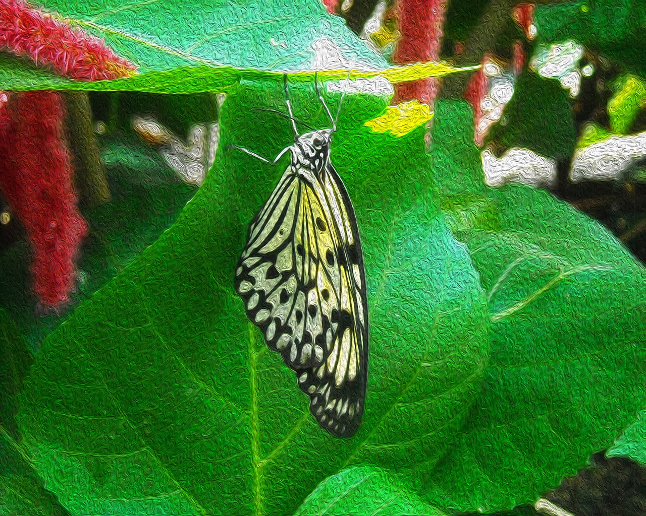 butterfly insect wings free photo