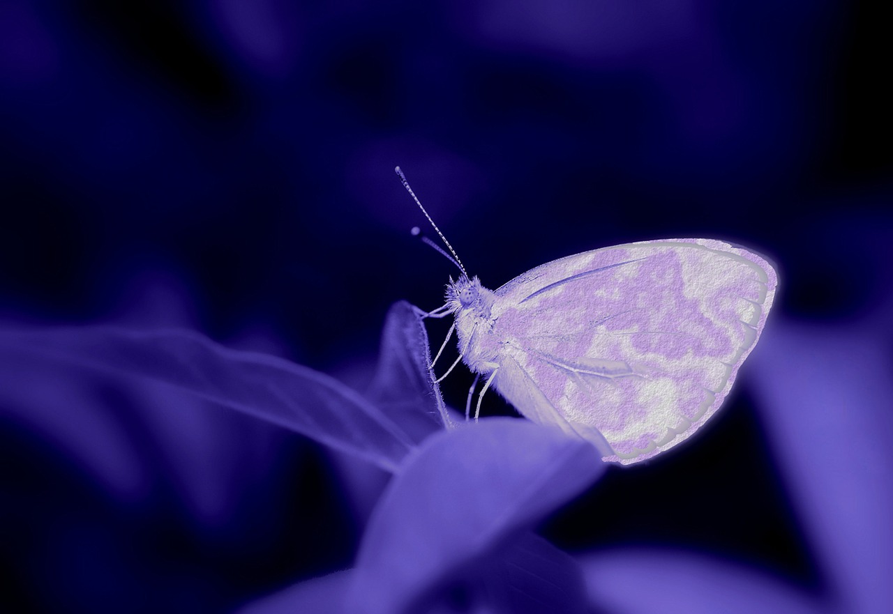 butterfly composing purple free photo