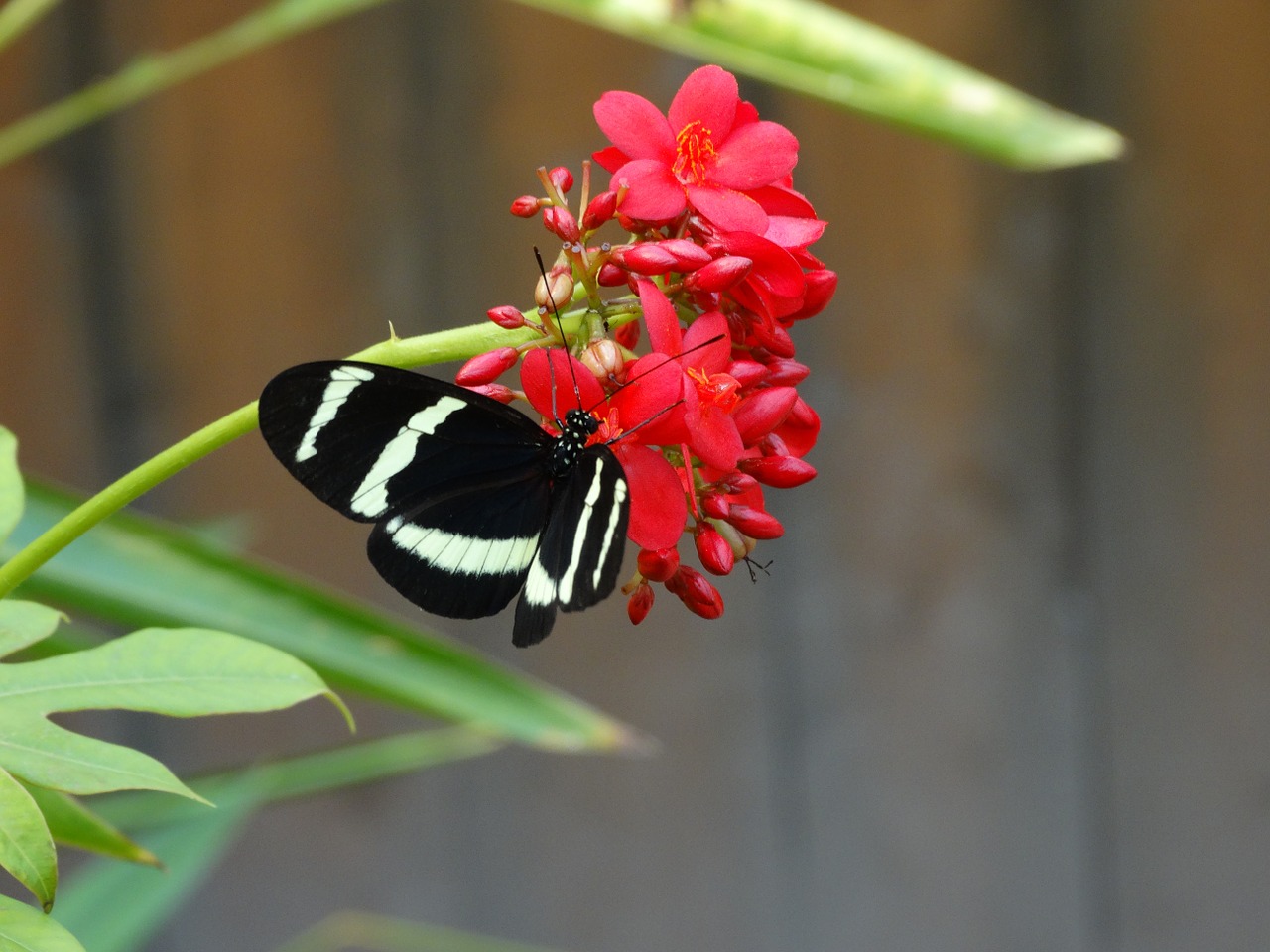 butterfly zoo flower free photo