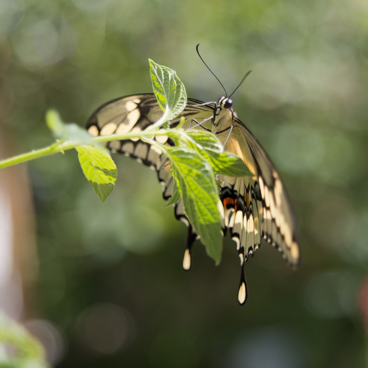 butterfly leaves leaf free photo