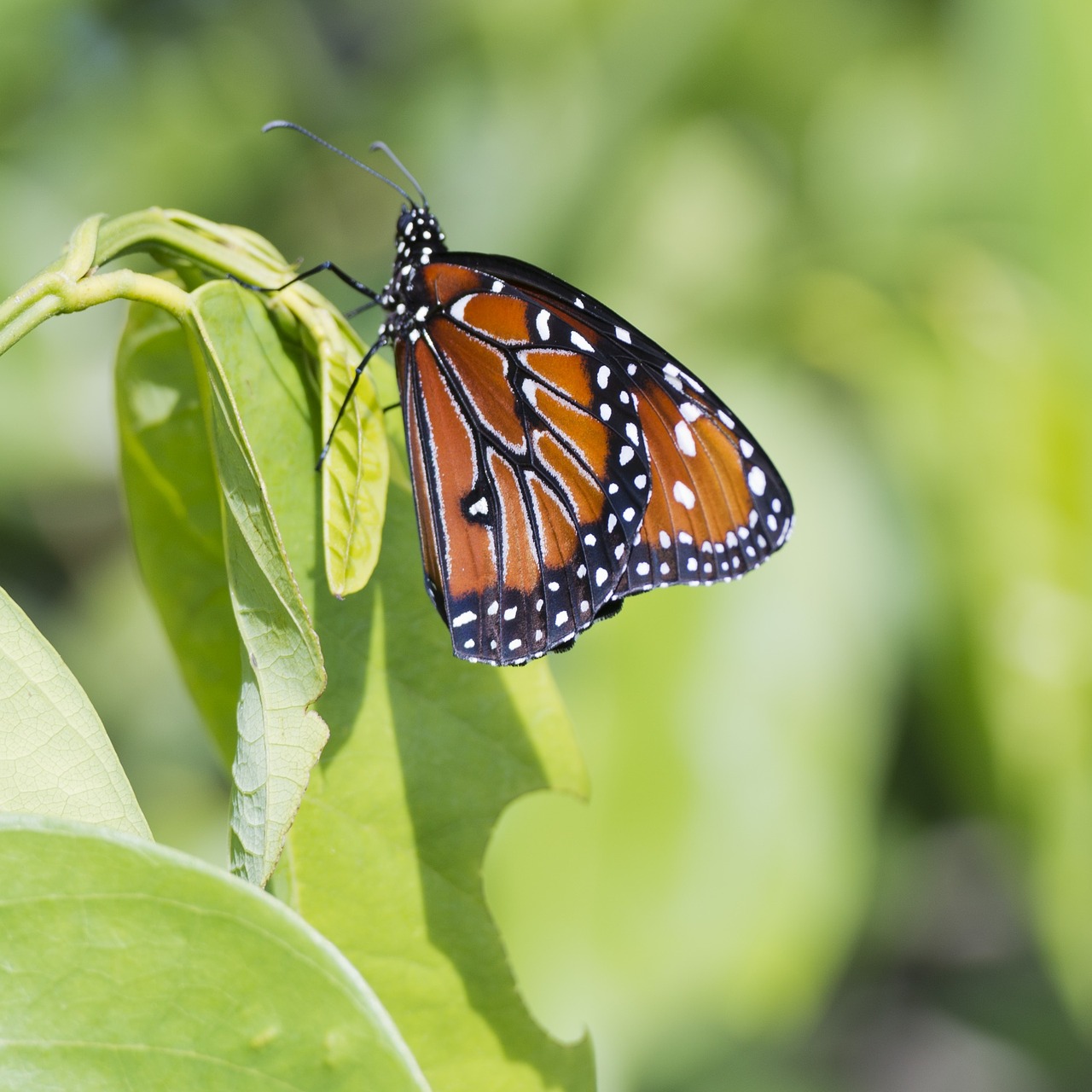 butterfly leaf leaves free photo