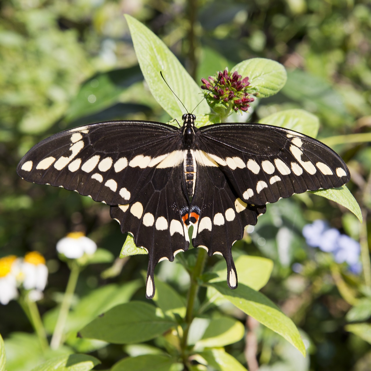 butterfly leaves leaf free photo