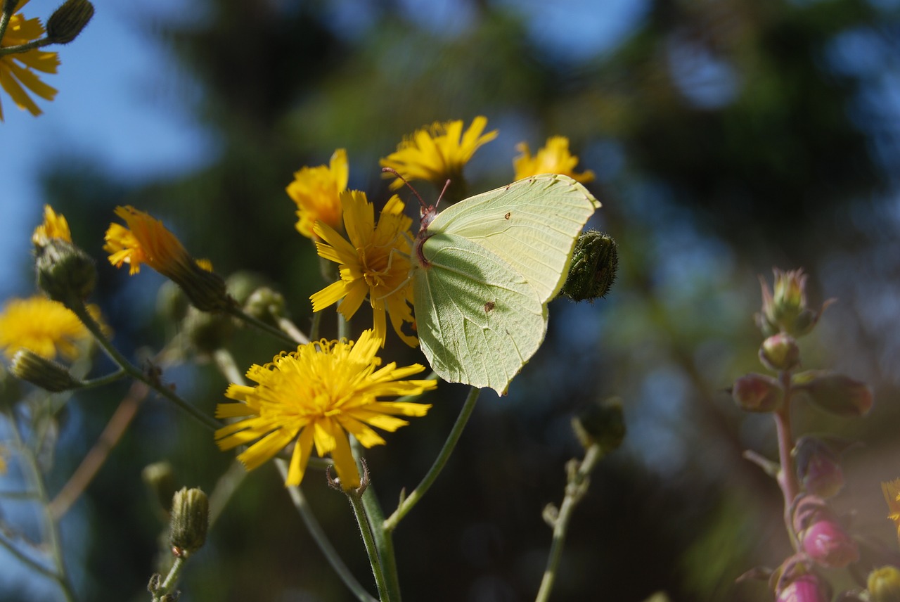 butterfly meadow nature free photo