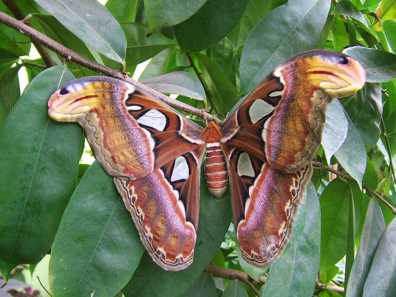 butterfly insect butterflies free photo