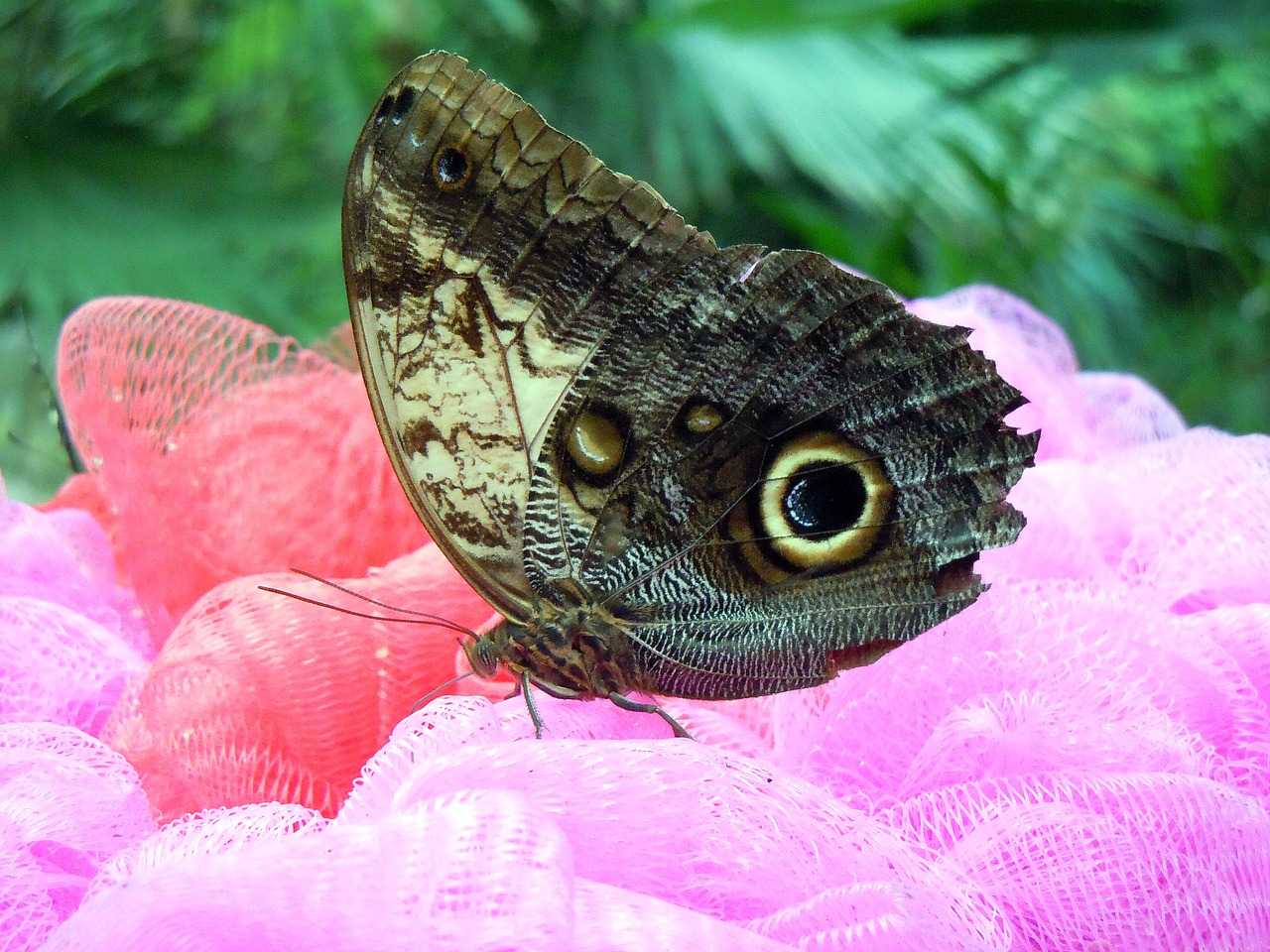 butterfly insect peacock free photo