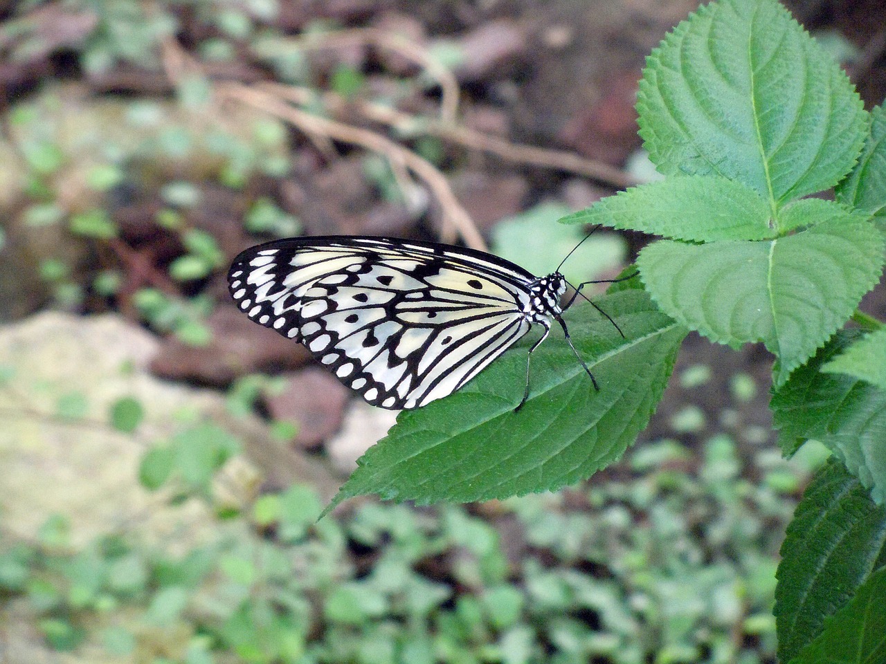 butterfly black and white insect free photo