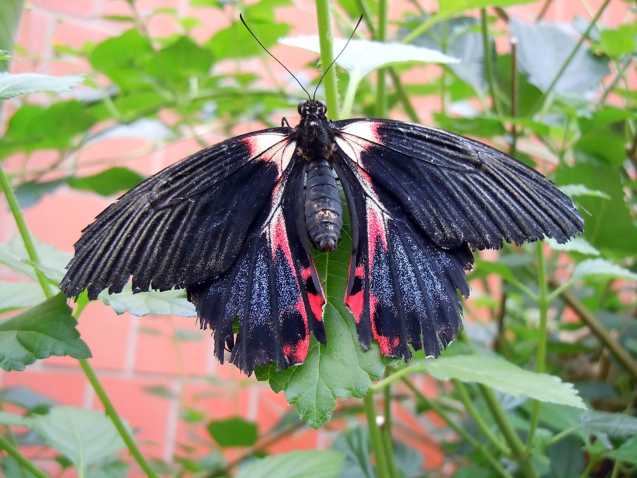 butterfly insect black red free photo