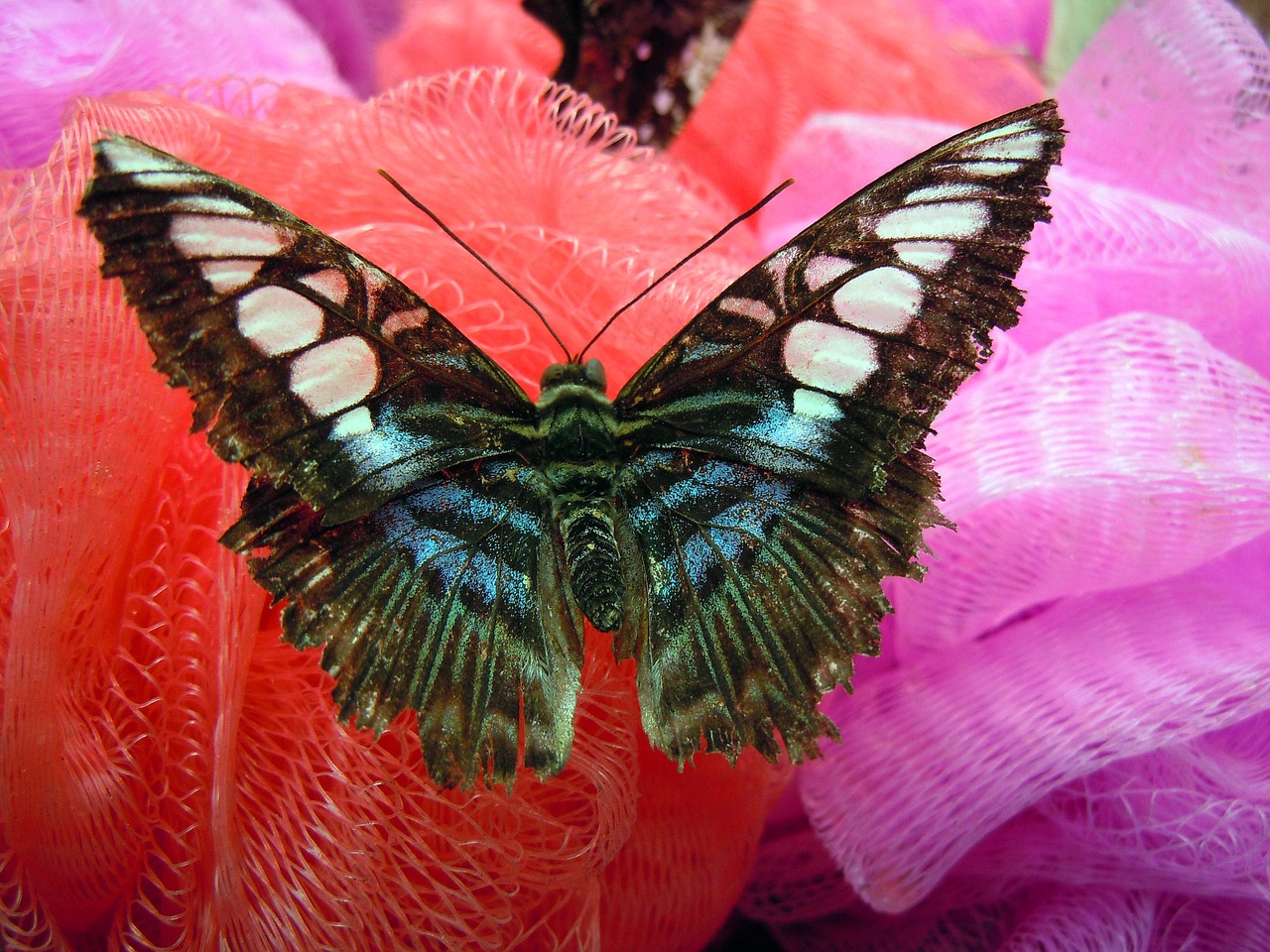 butterfly colorful free pictures free photo