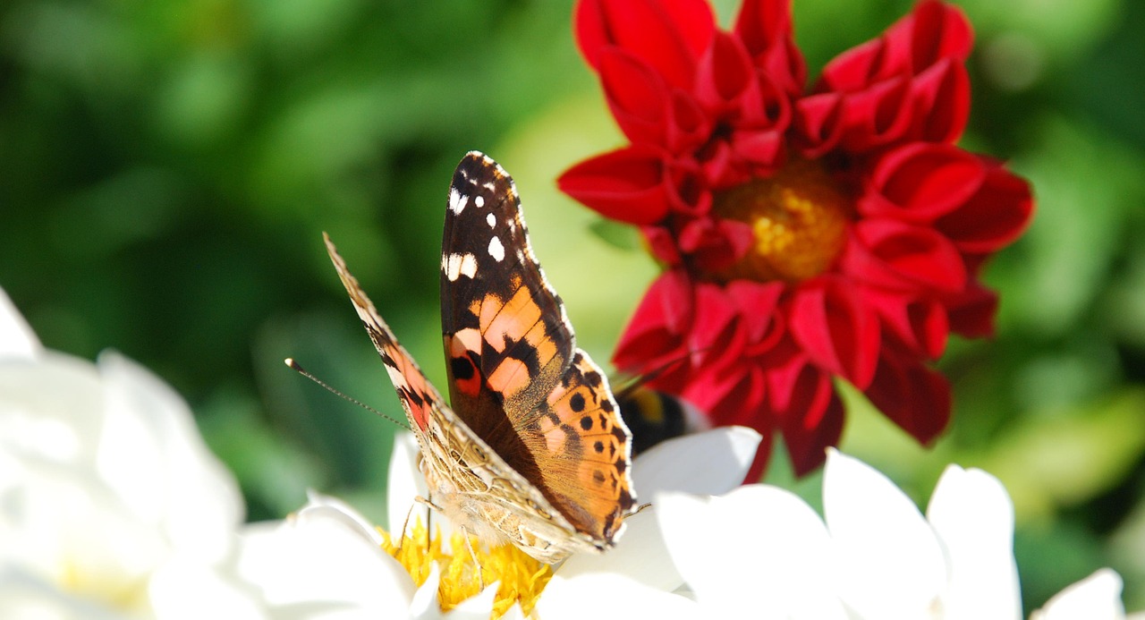 butterfly red flower free photo