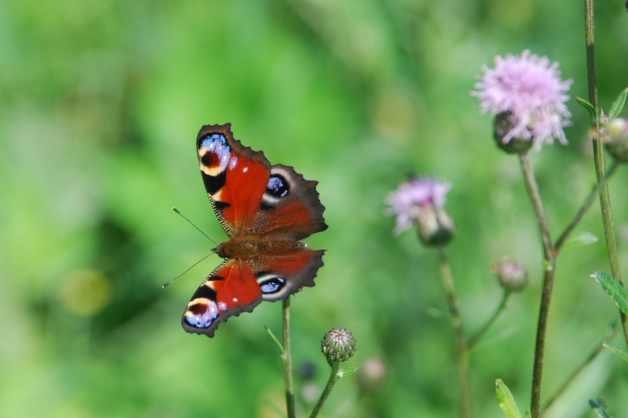 butterfly natural flower summer free photo