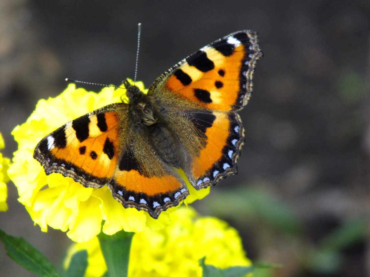 butterfly summer closeup free photo