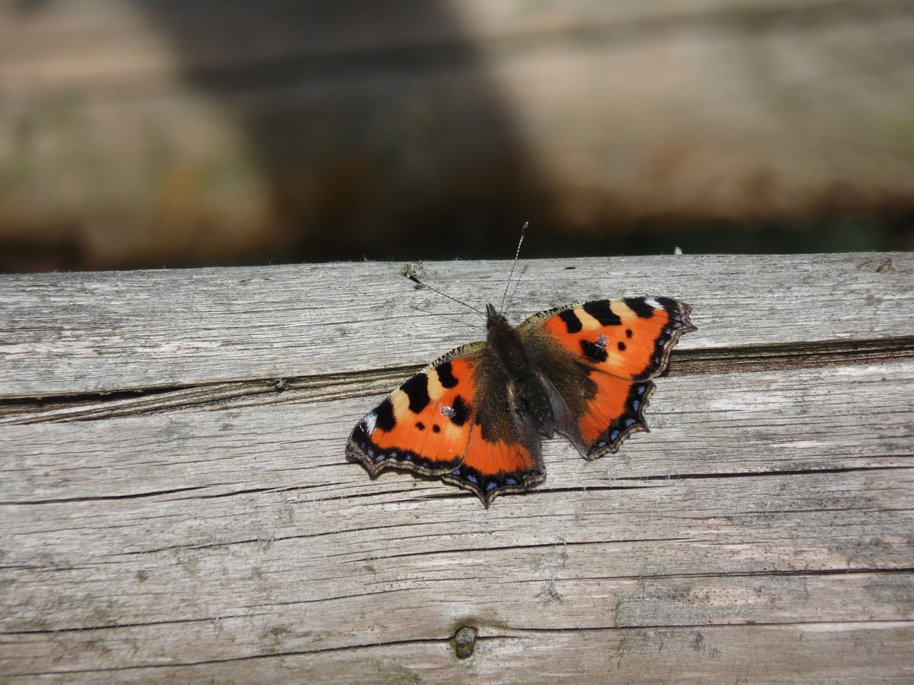 butterfly little fox animal free photo