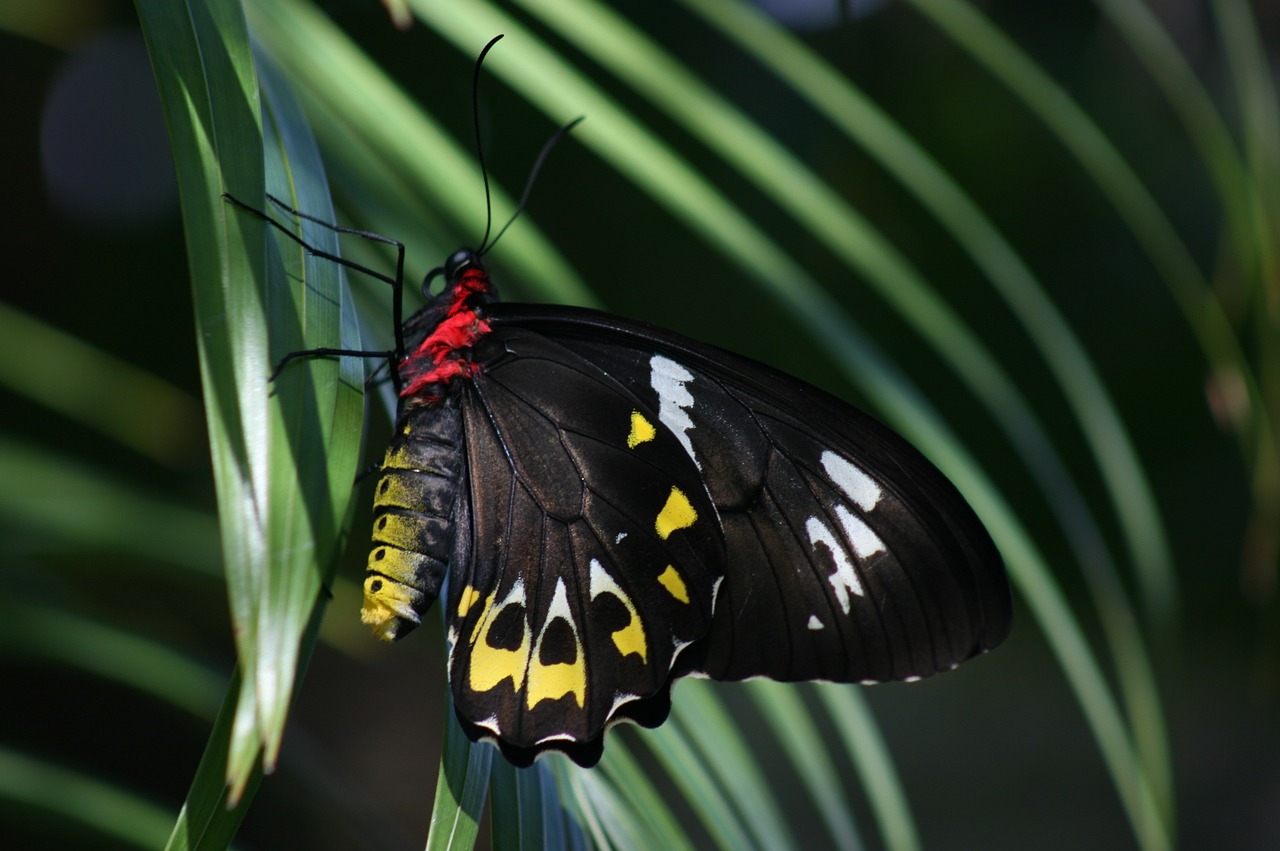 butterfly cairns birdwing ornithoptera euphorion free photo