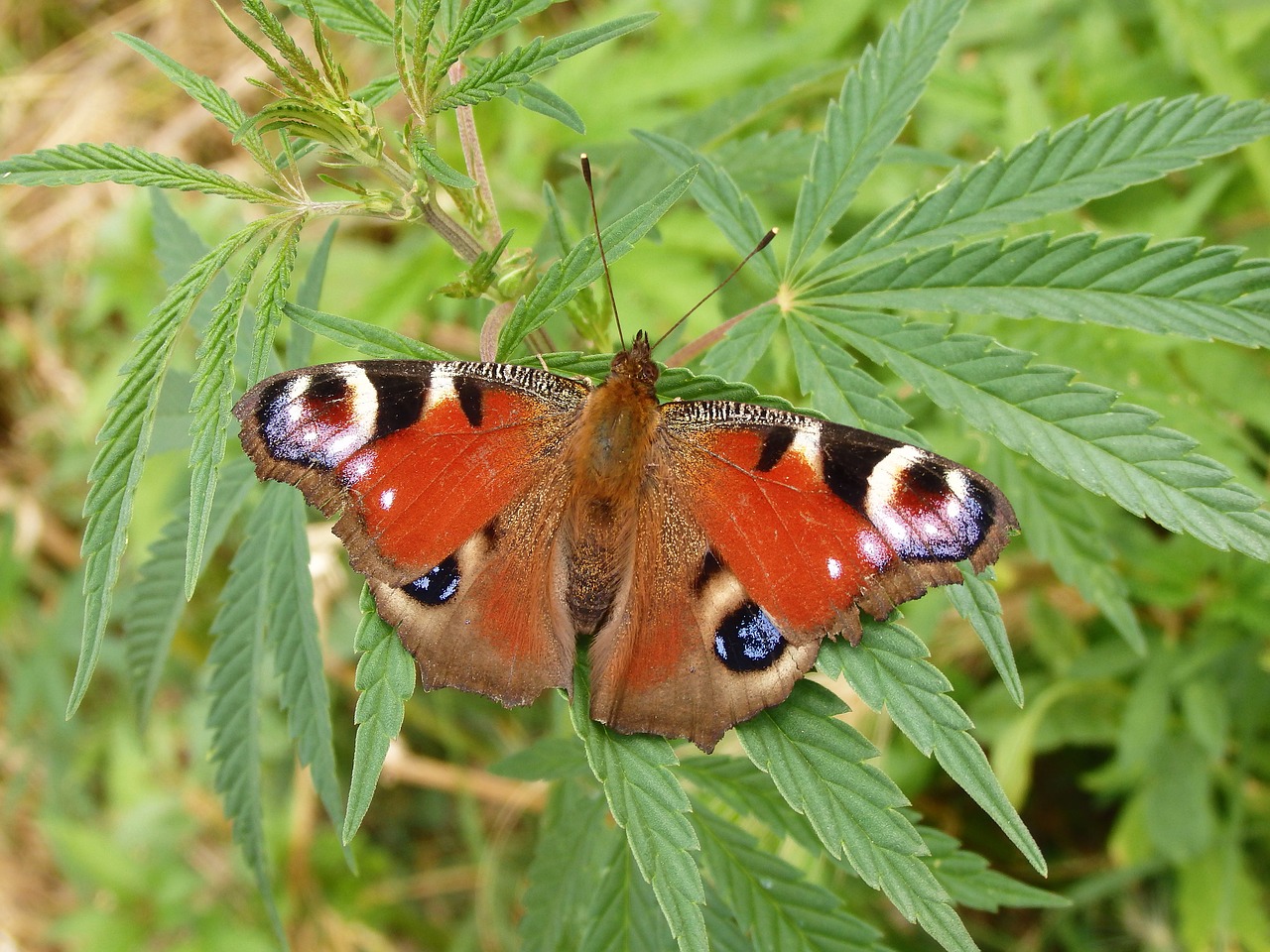 butterfly insect wing free photo