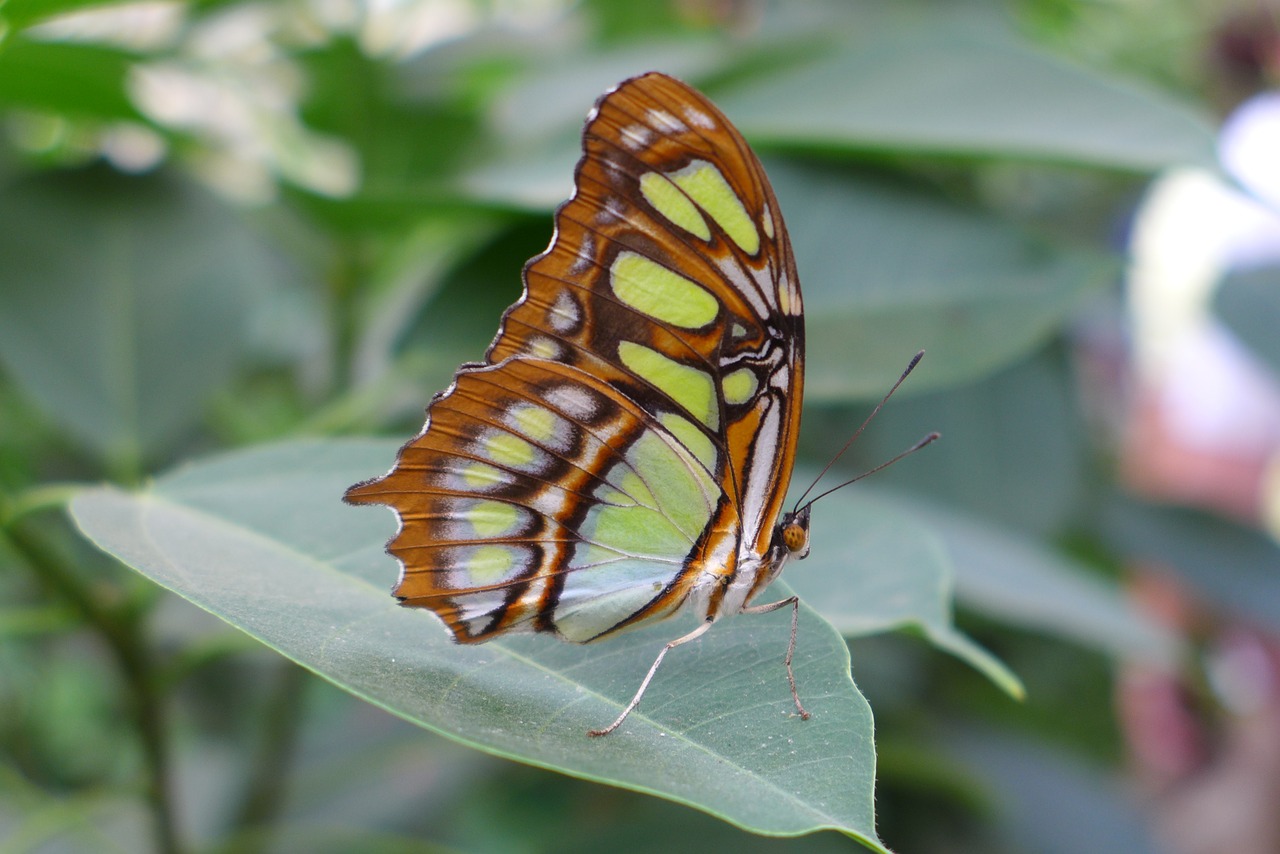 butterfly insect close free photo