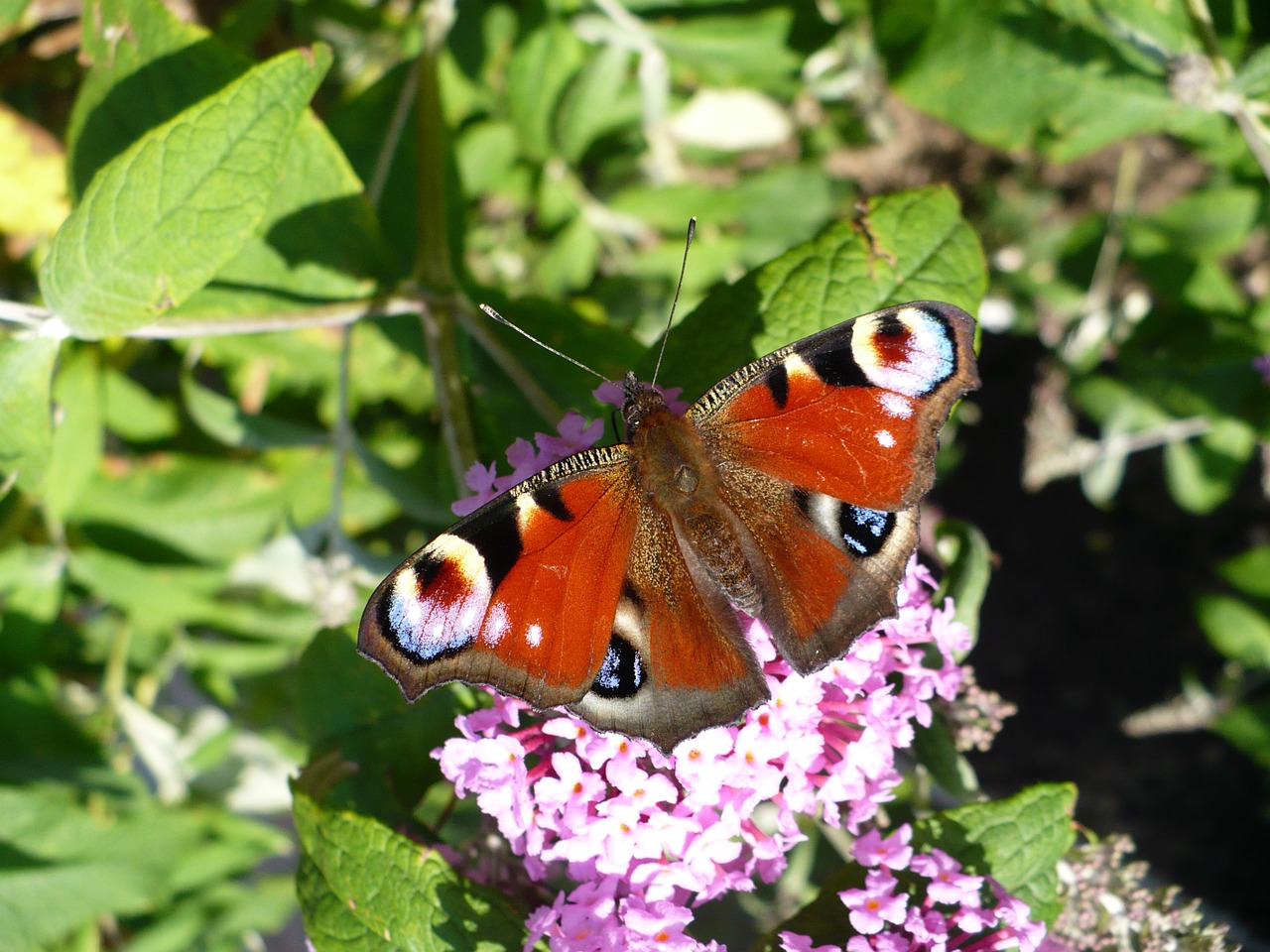 butterfly peacock butterfly summer lilac free photo