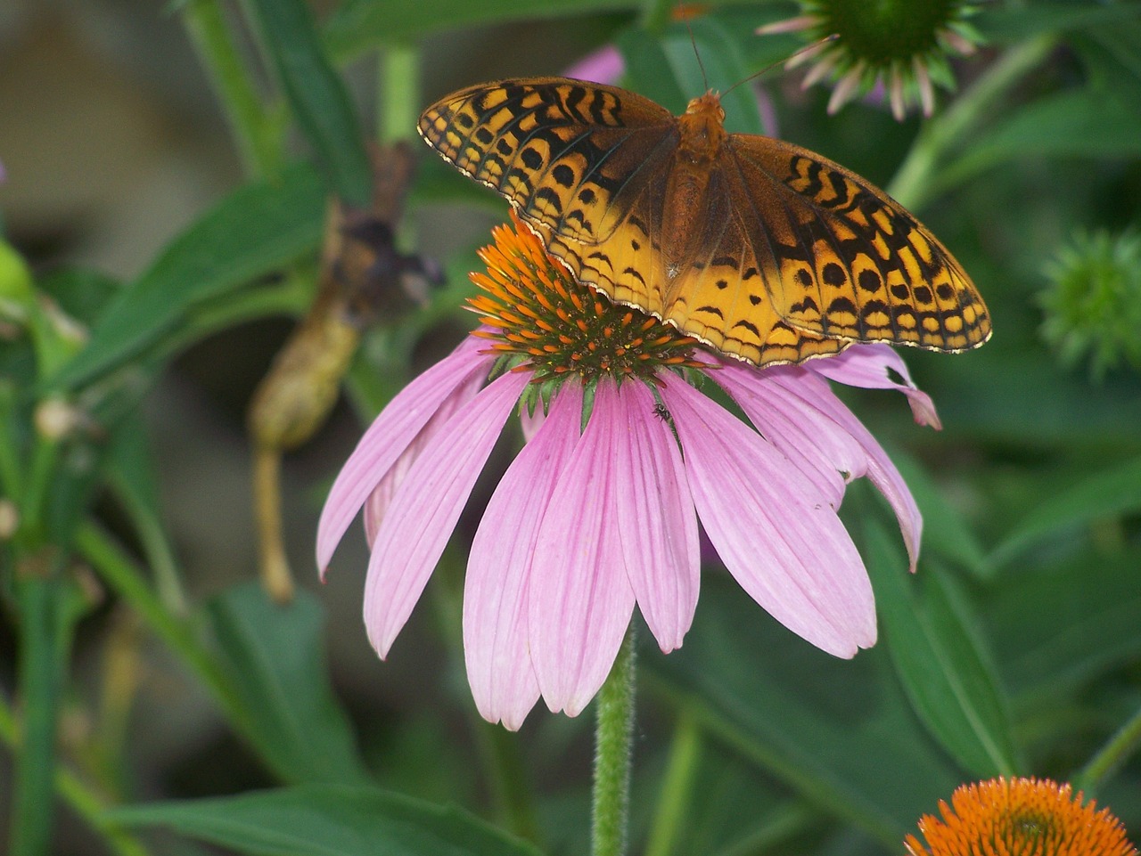 butterfly flower nectar free photo