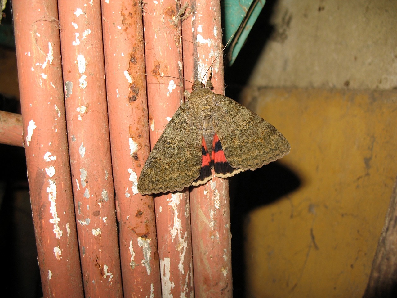 butterfly moth insect free photo