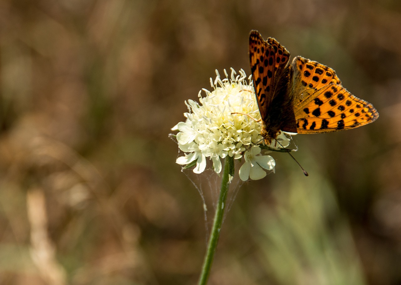 butterfly nature insect free photo