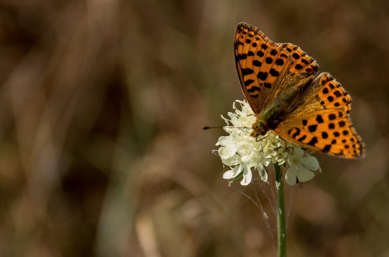 butterfly nature insect free photo