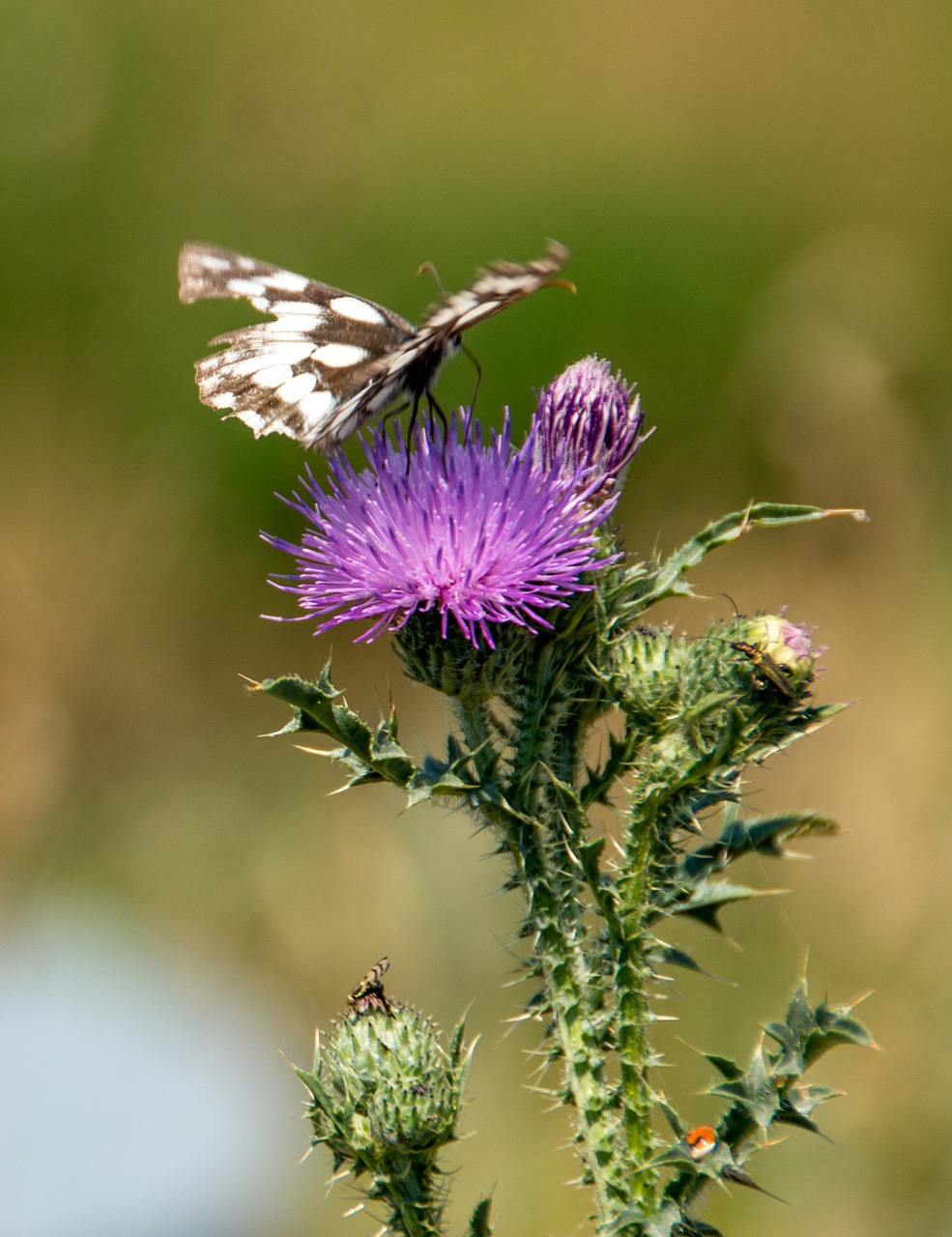 butterfly thistle nature free photo