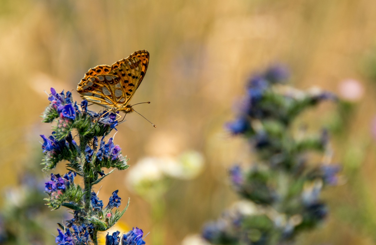 butterfly nature insect free photo