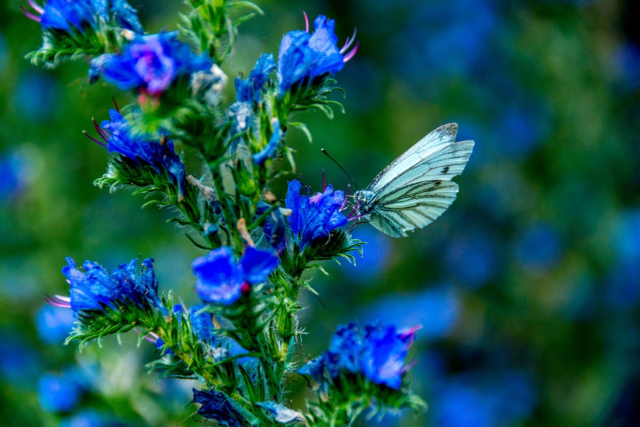 butterfly insect animal free photo