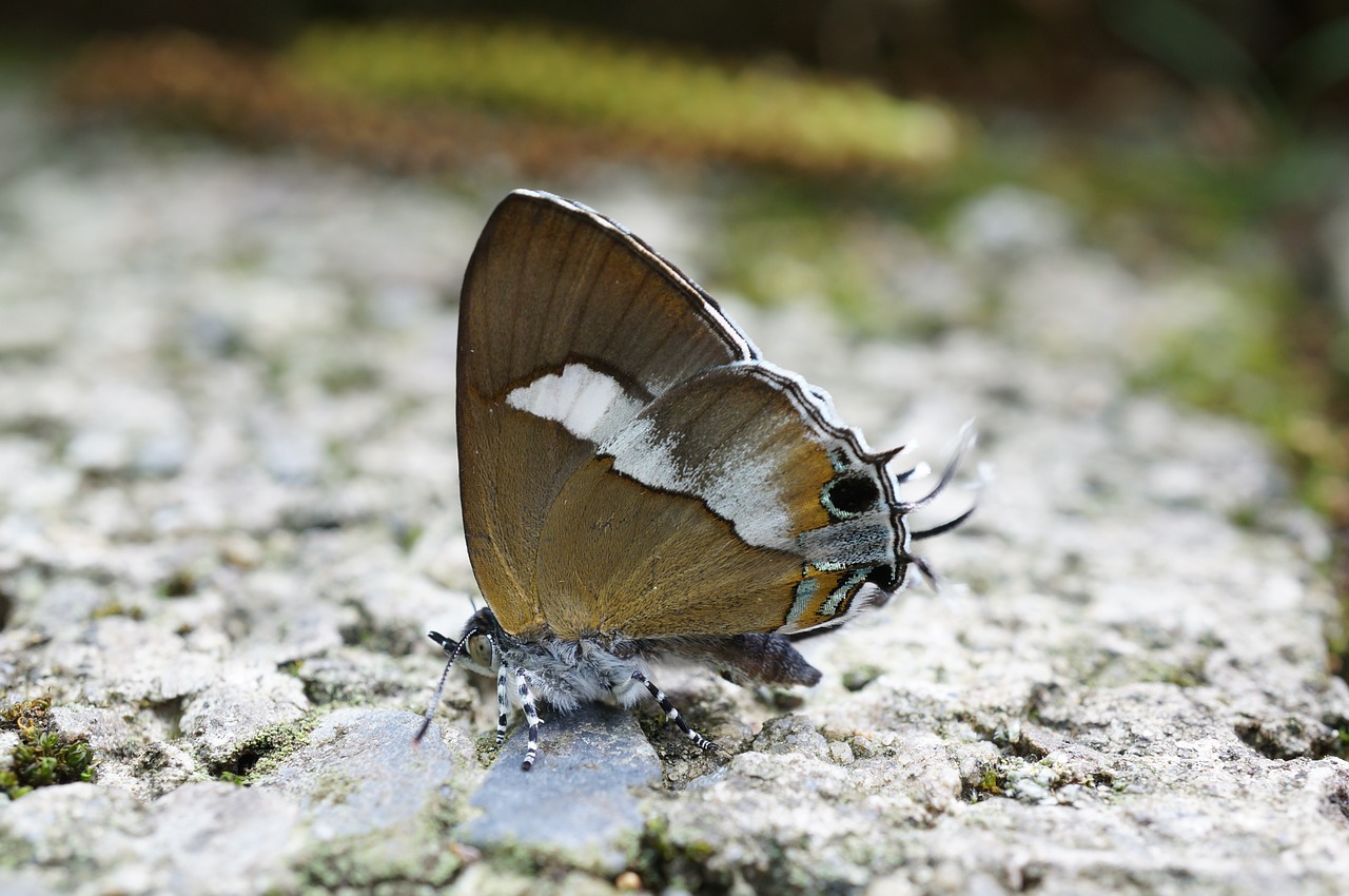 butterfly biological quentin chong free photo