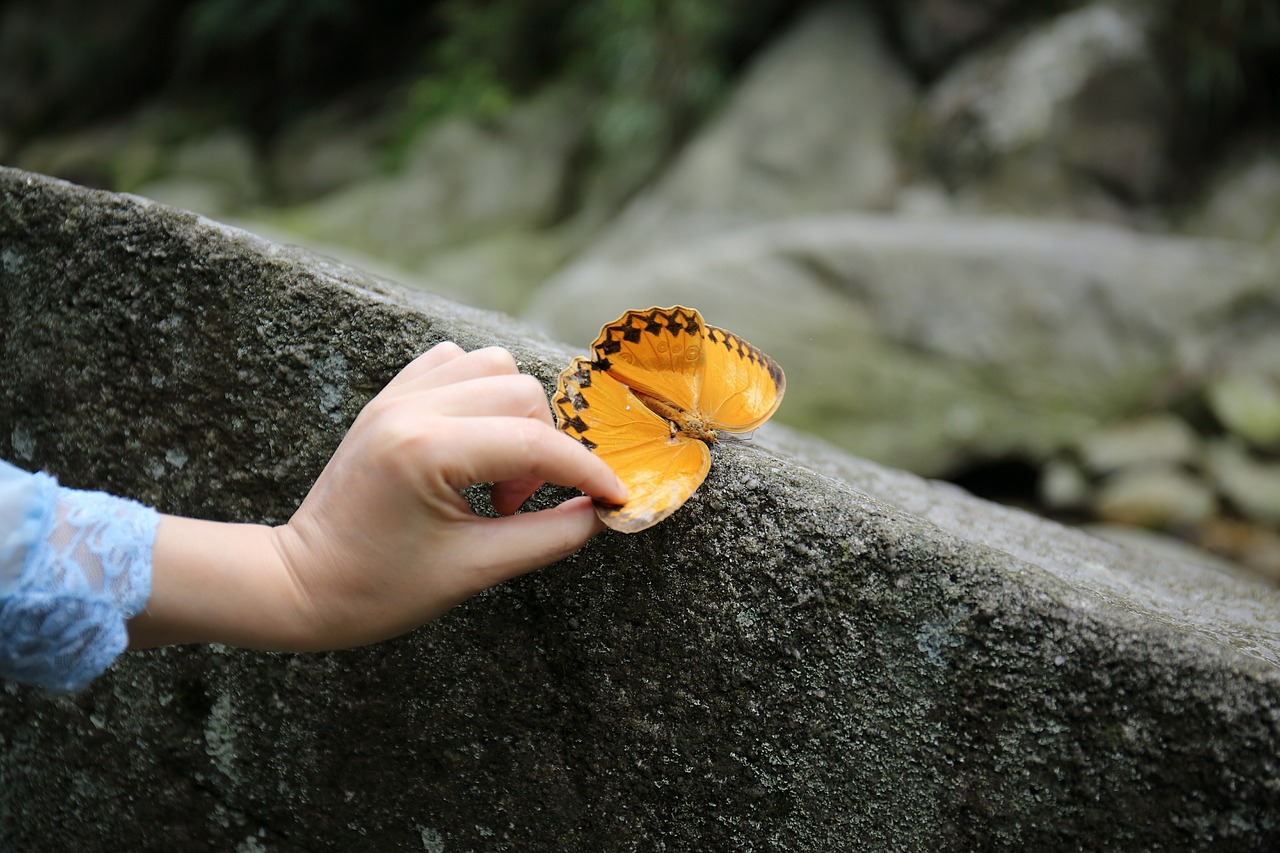 butterfly yellow butterfly free pictures free photo