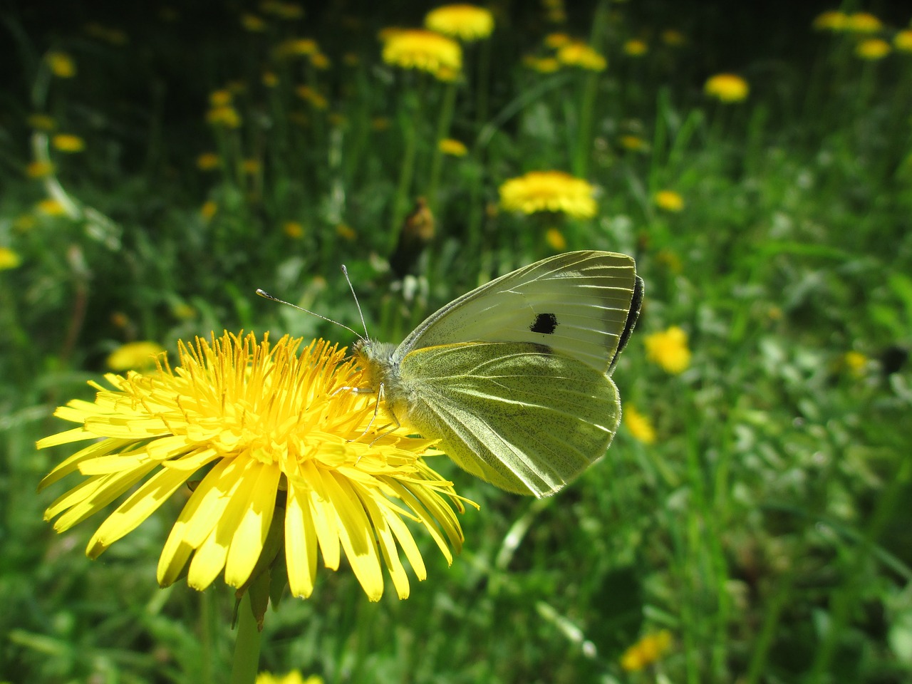 butterfly green-veined white insect free photo