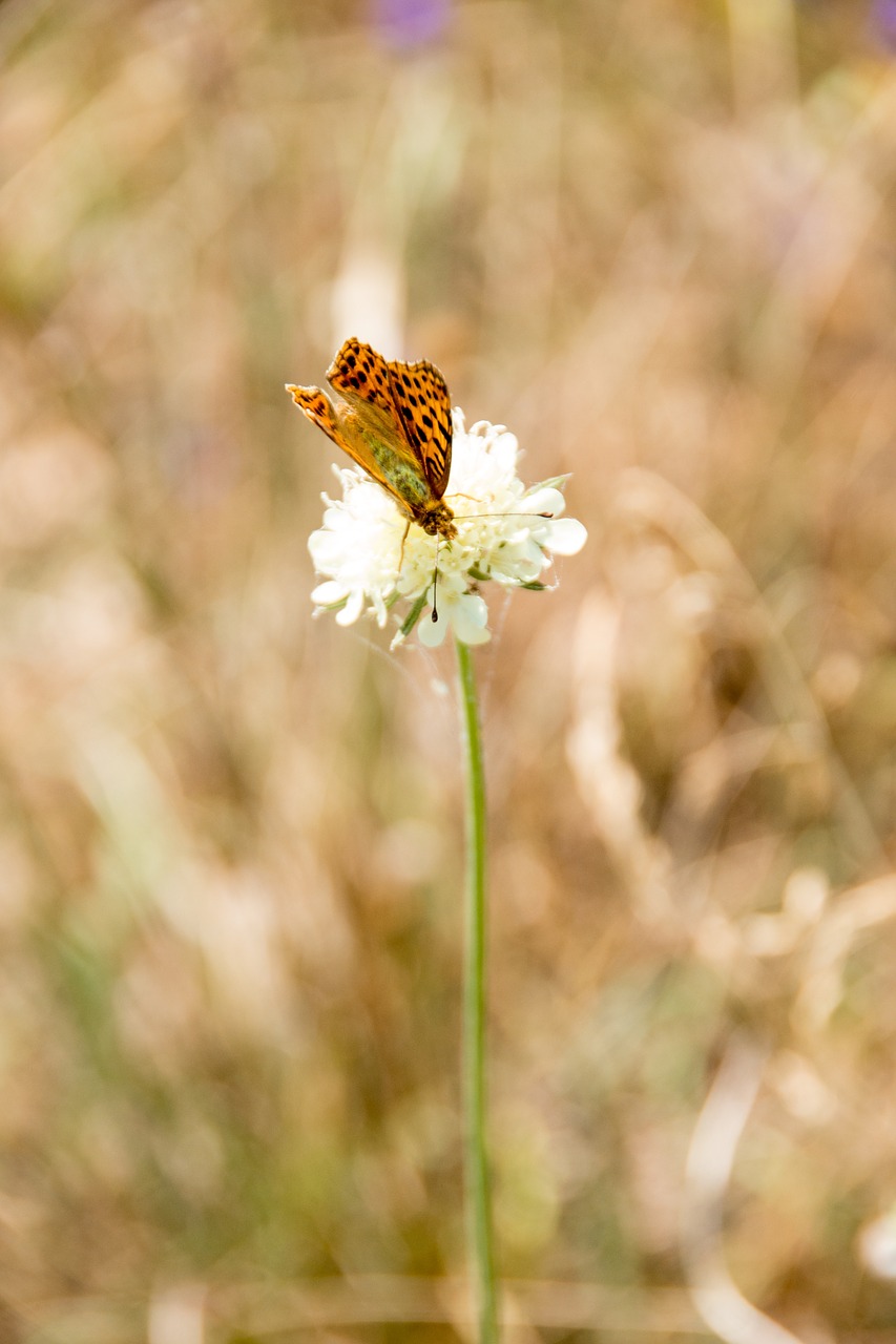 butterfly nature insect free photo