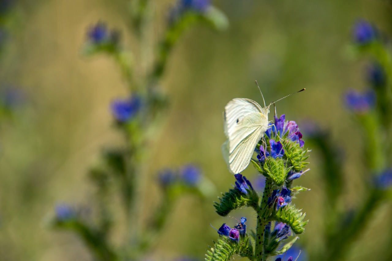 butterfly nature insect free photo