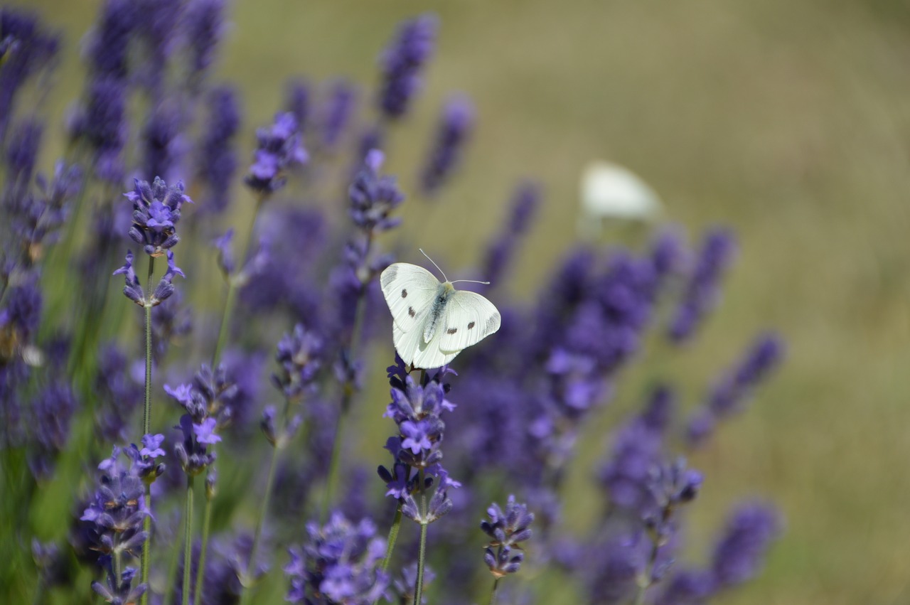 butterfly white lavender free photo