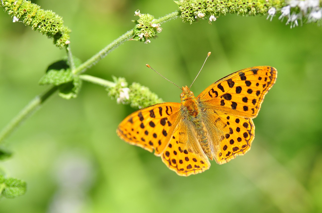 butterfly nature spring free photo