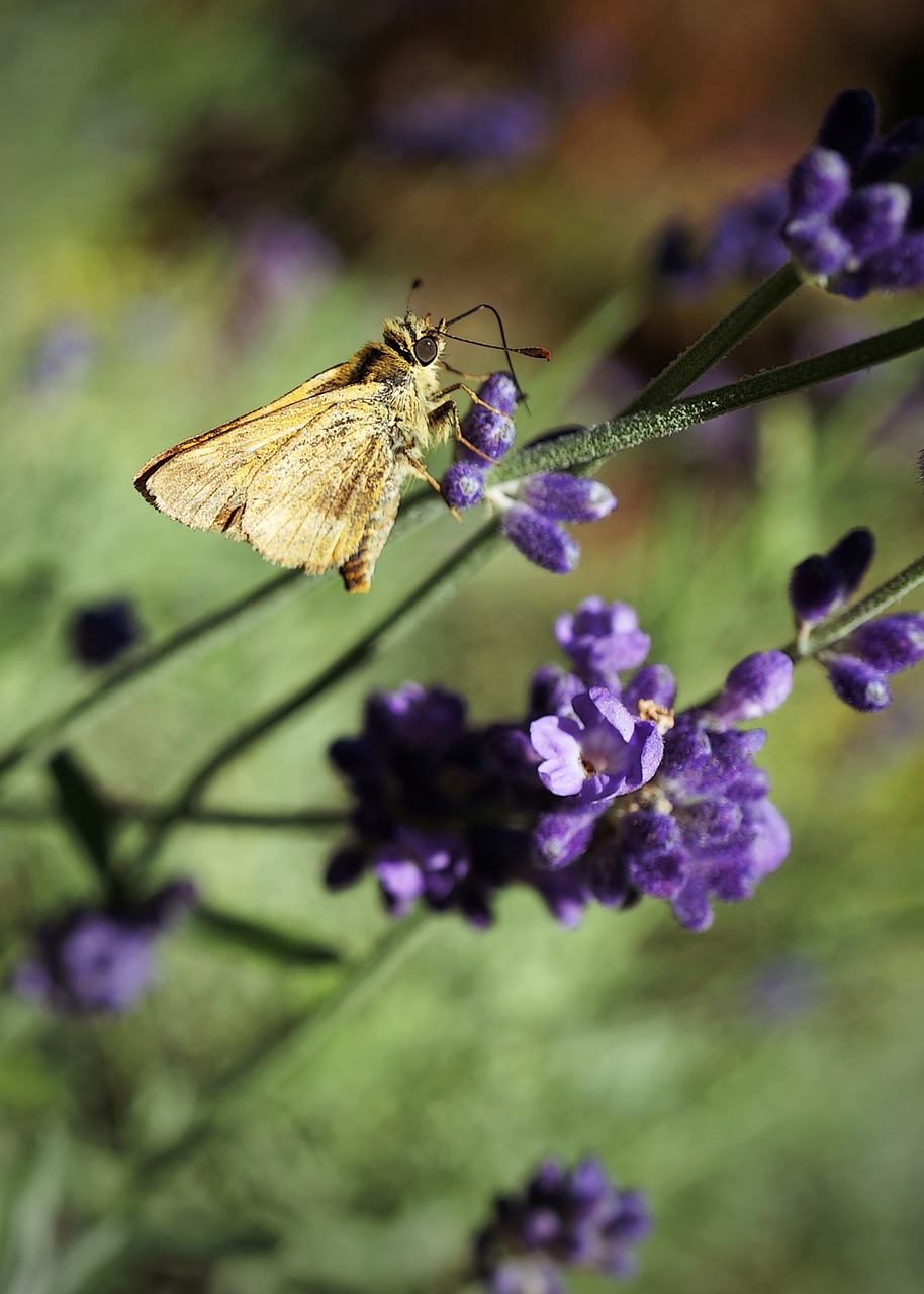 butterfly lavender insects free photo