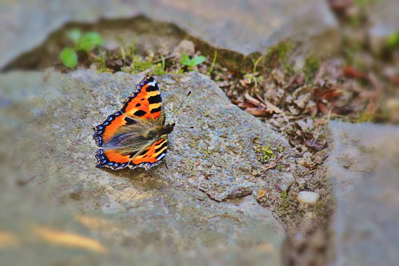 butterfly little fox insect free photo