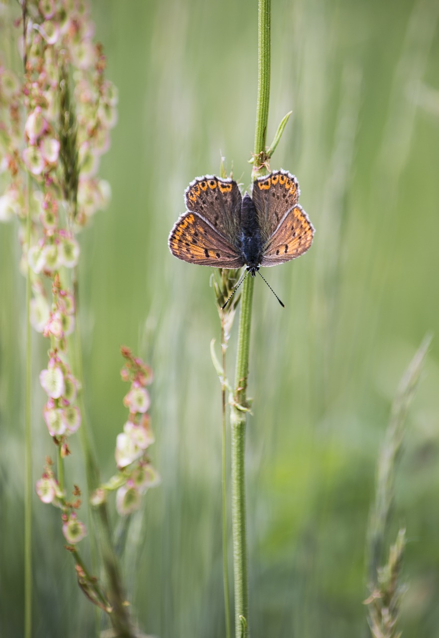 butterfly nature grass free photo